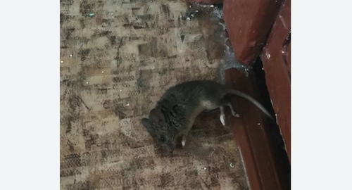 Дезинфекция от мышей в Карабыше